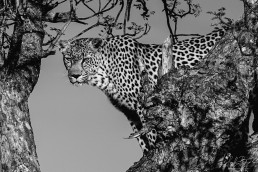A female leopard in a tree in Klaserie, South Africa